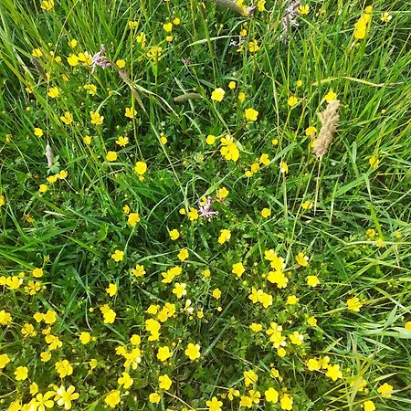 Hluchá Bašta S Vnitřním Bazénem Appartamento *